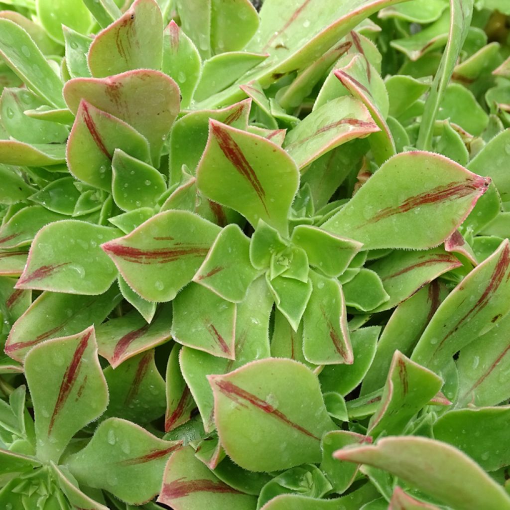 Aeonium leucoblepharum