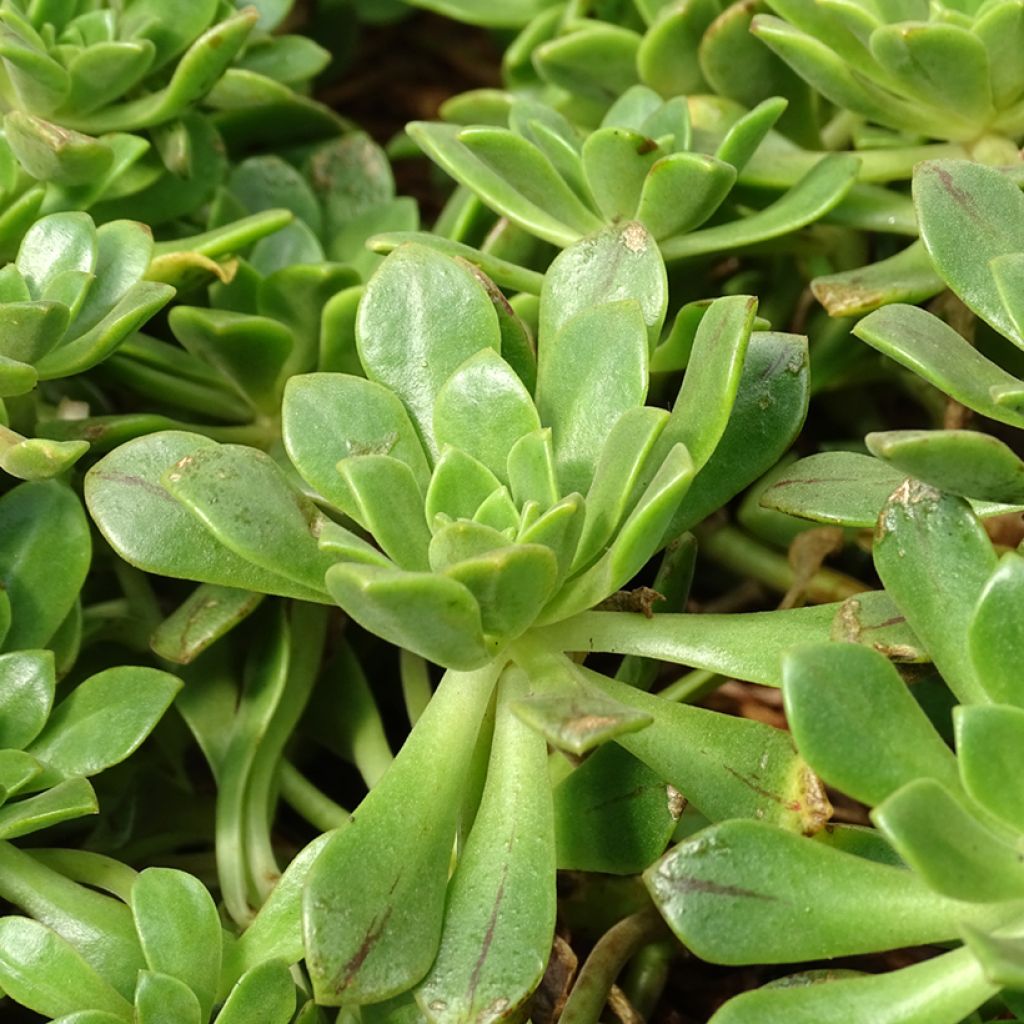 Aeonium occidentale