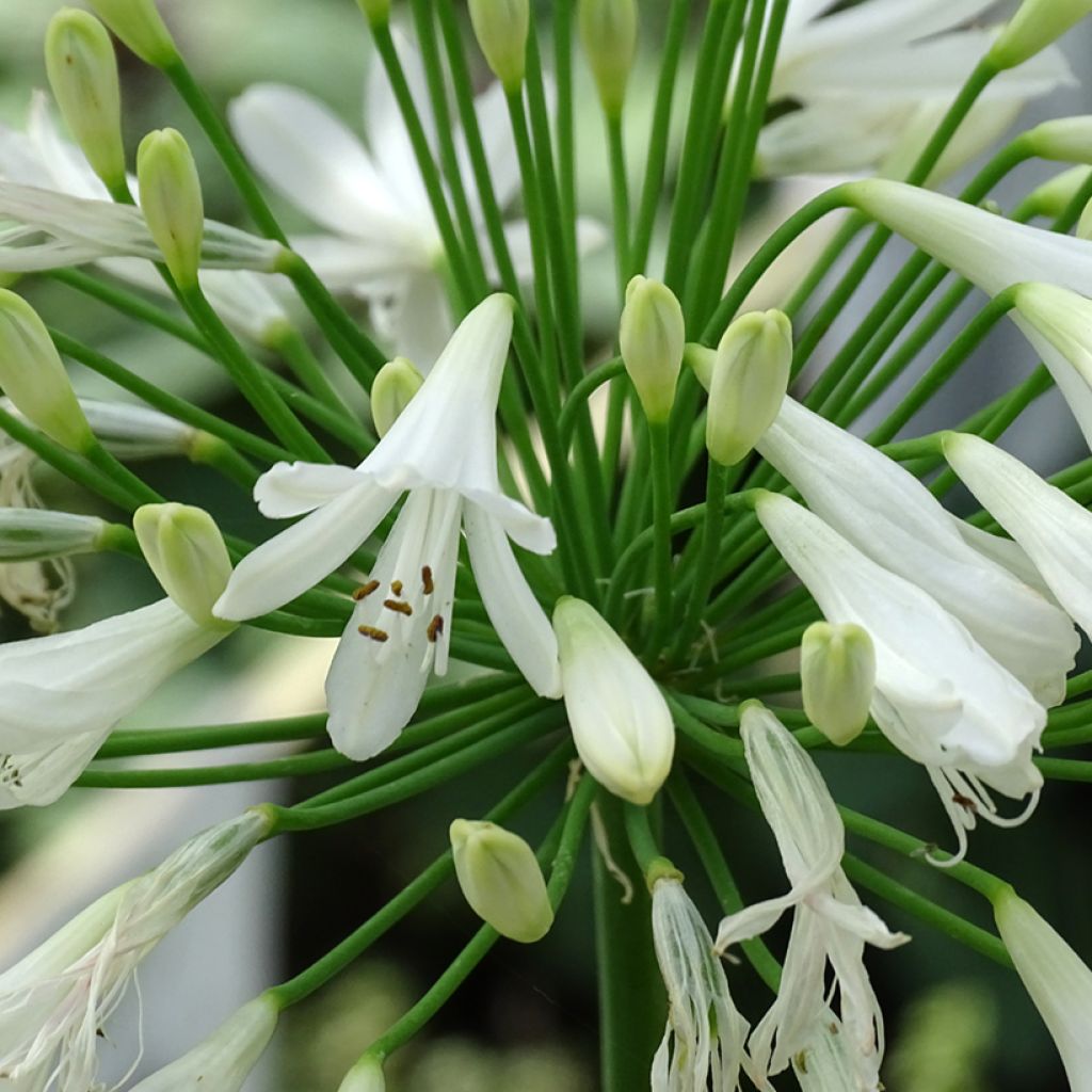 Agapanthe hybride Vallée de la Sarthe