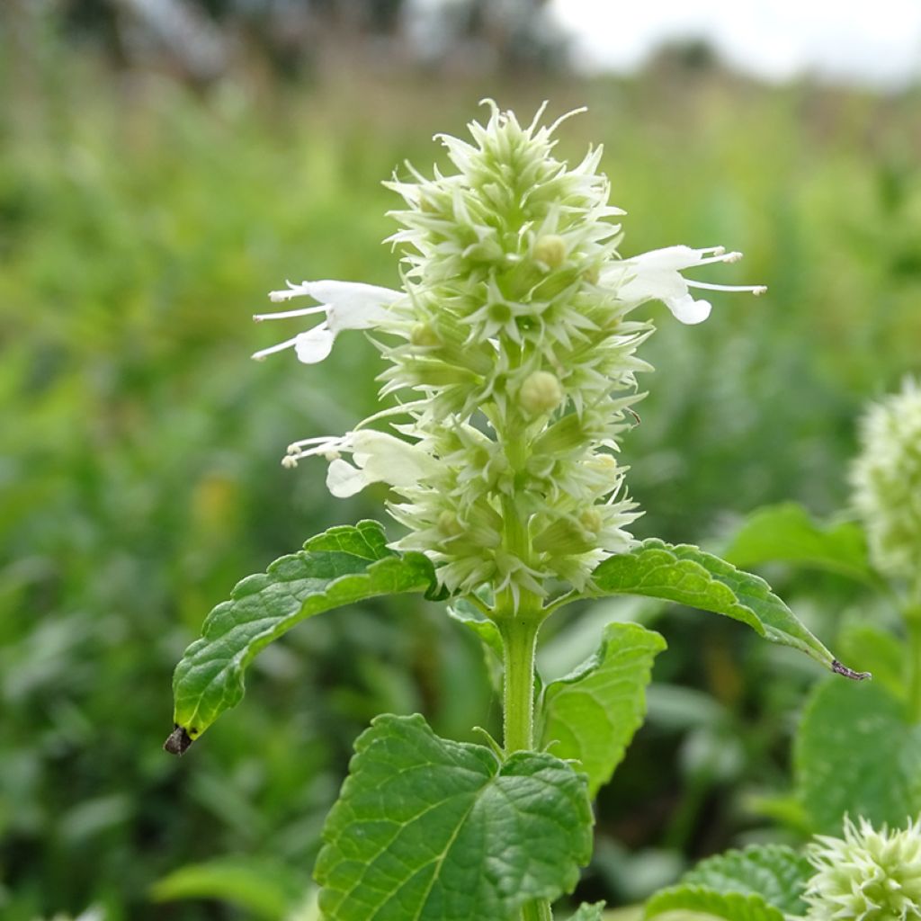 Agastache rugosa Alabaster