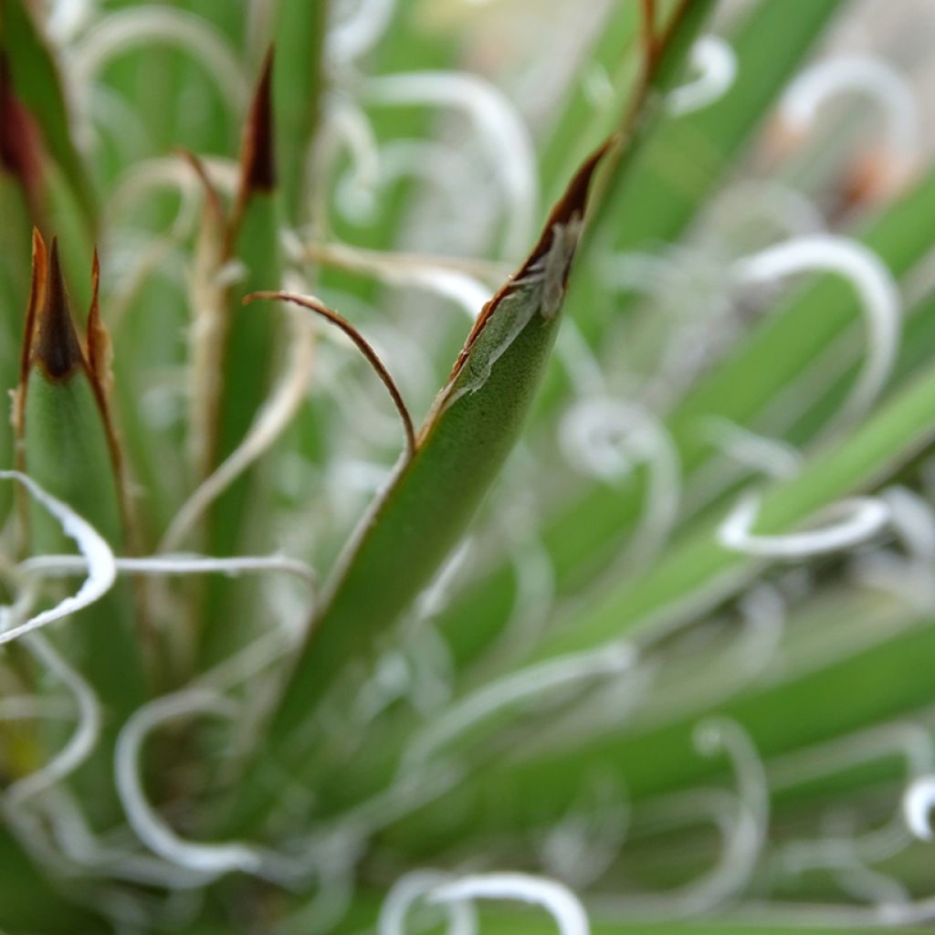 Agave filifera