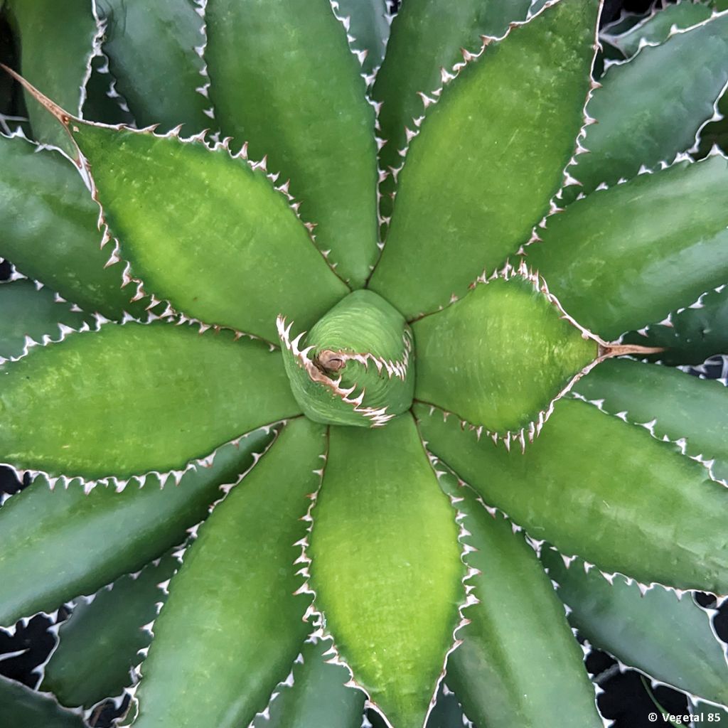 Agave horrida