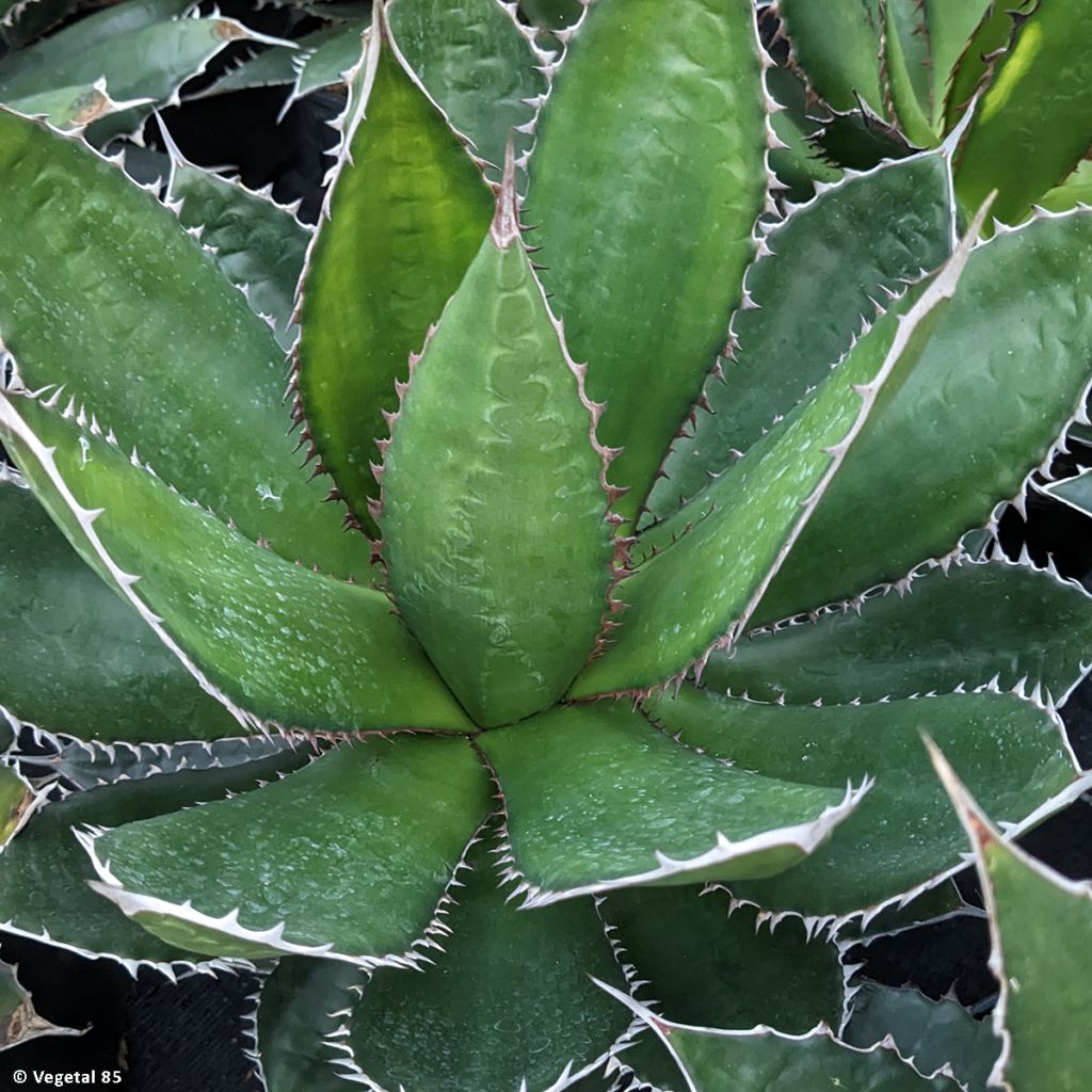 Agave horrida