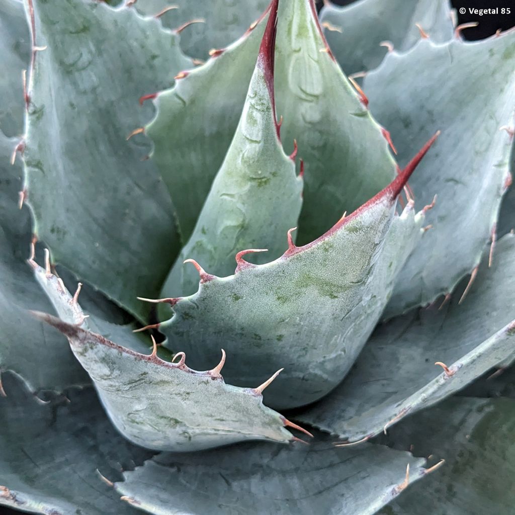 Agave parrasana - Agave chou