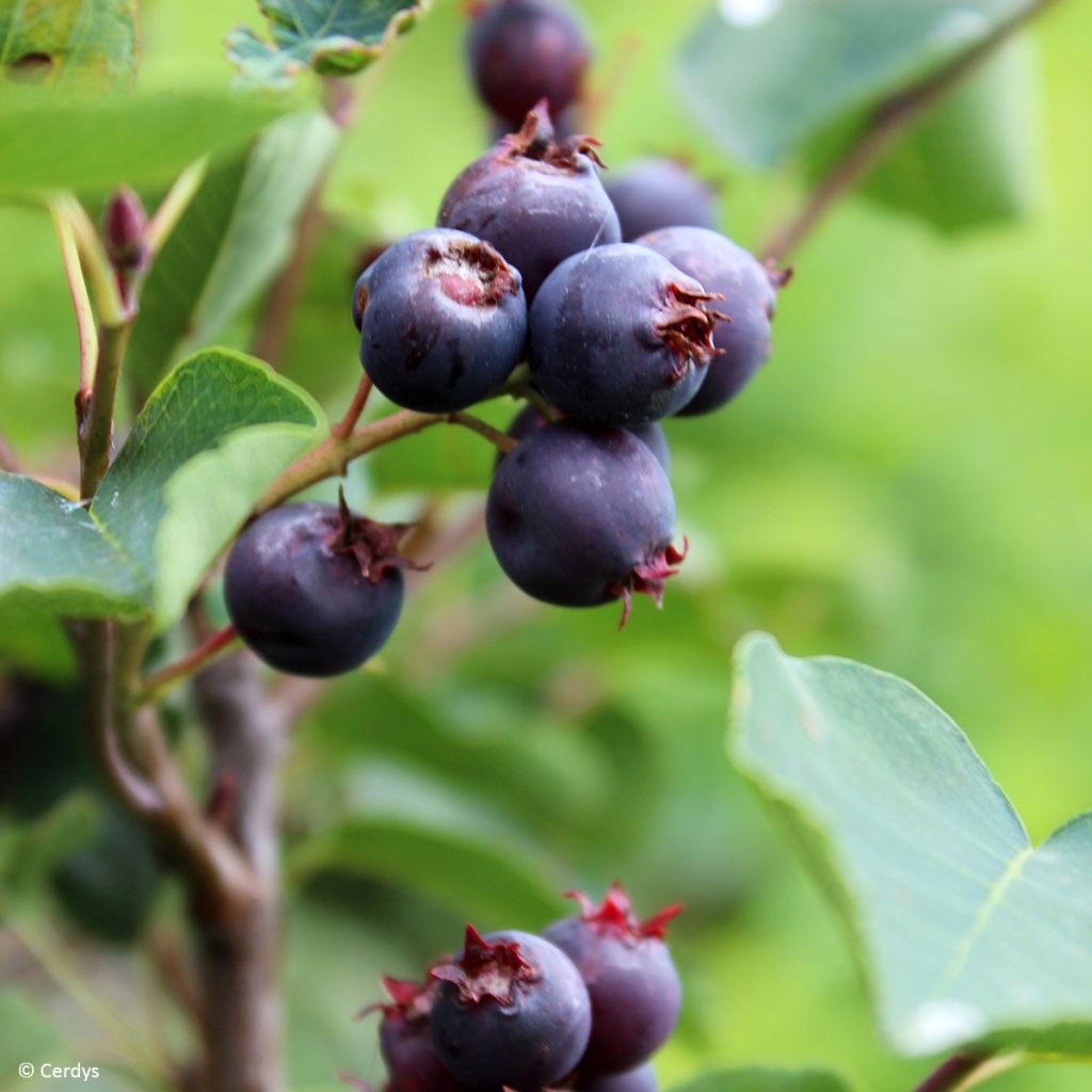 Amélanchier alnifolia Saskablue