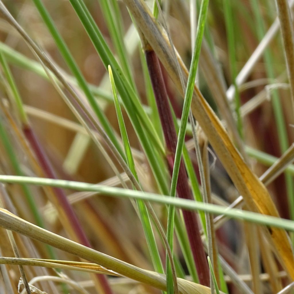 Ammophila arenaria - Oyat - Roseau des sables
