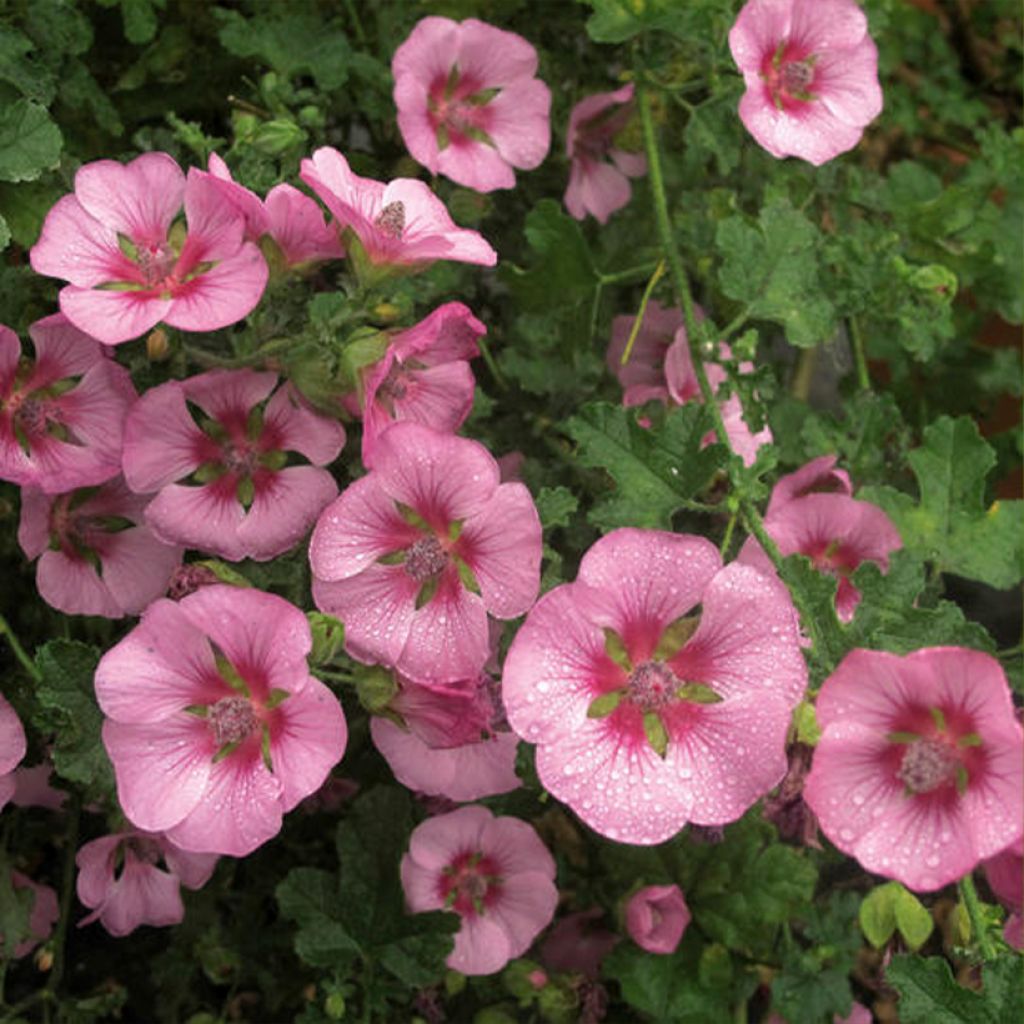 Anisodontea Cristal rose - Mauve arbustive du Cap