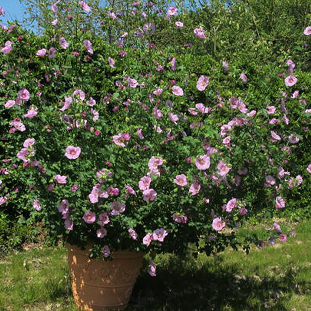 Anisodontea Cristal rose - Mauve arbustive du Cap