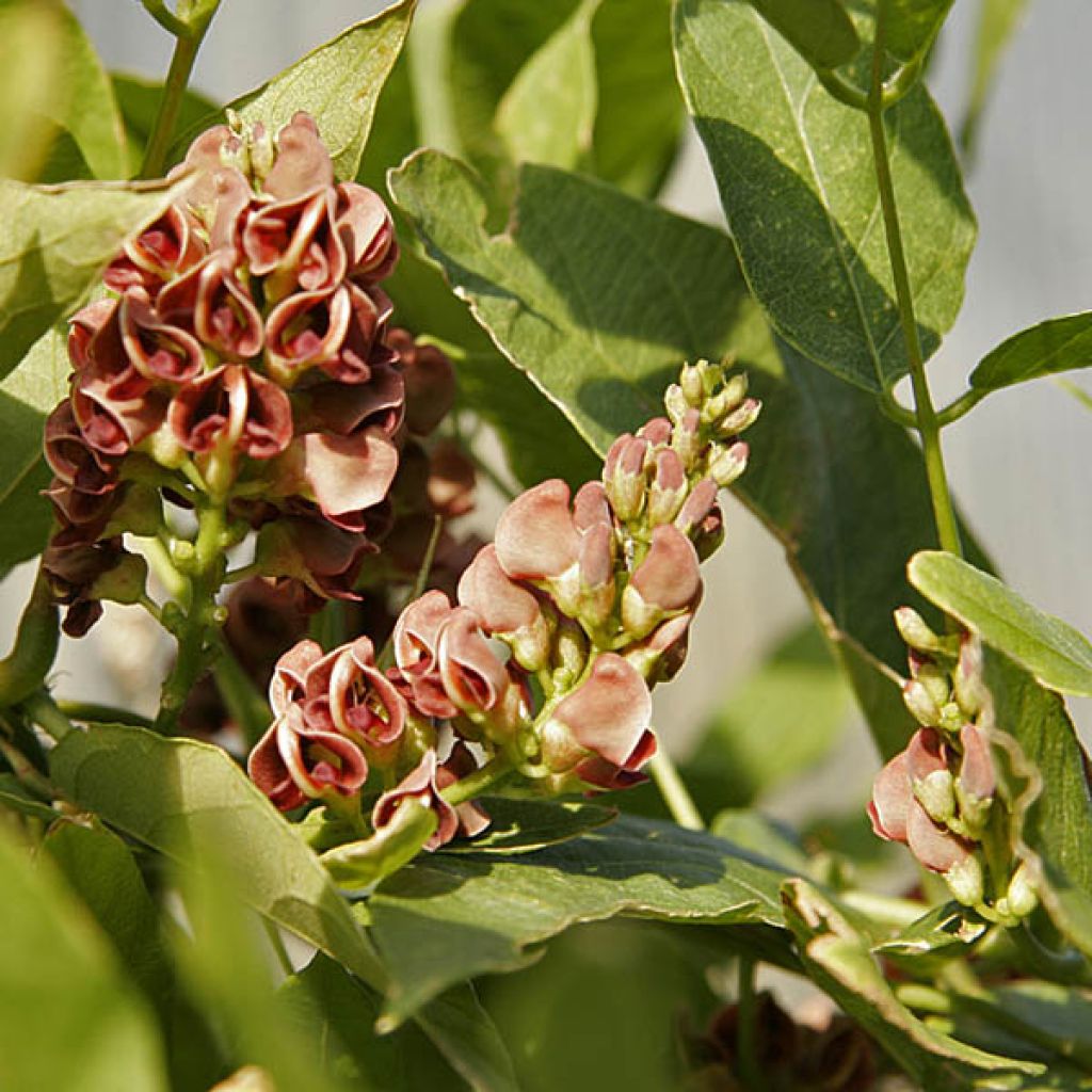 Glycine tubereuse - Apios americana