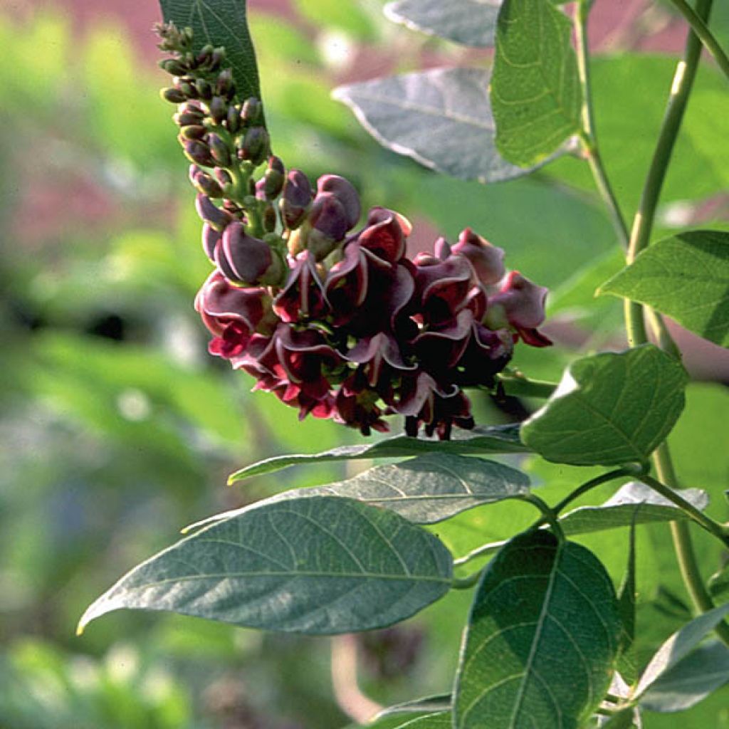 Glycine tubereuse - Apios americana