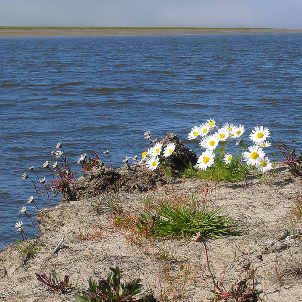 Arctanthemum arcticum - Chrysanthème de l'arctique