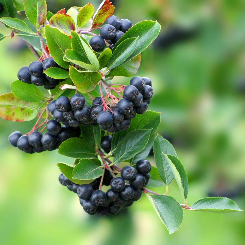 Aronia Lowberry Little Helpers
