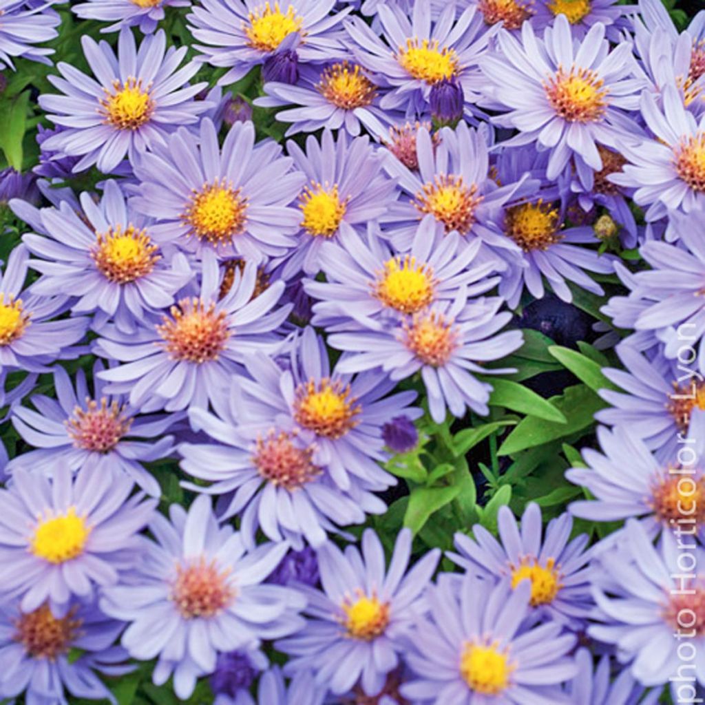 Aster dumosus Early Blue
