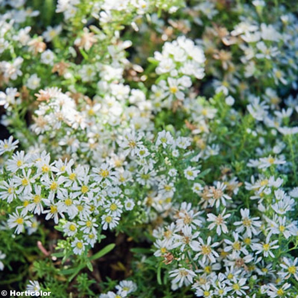 Aster ericoïdes f. prostratus Snow Flurry