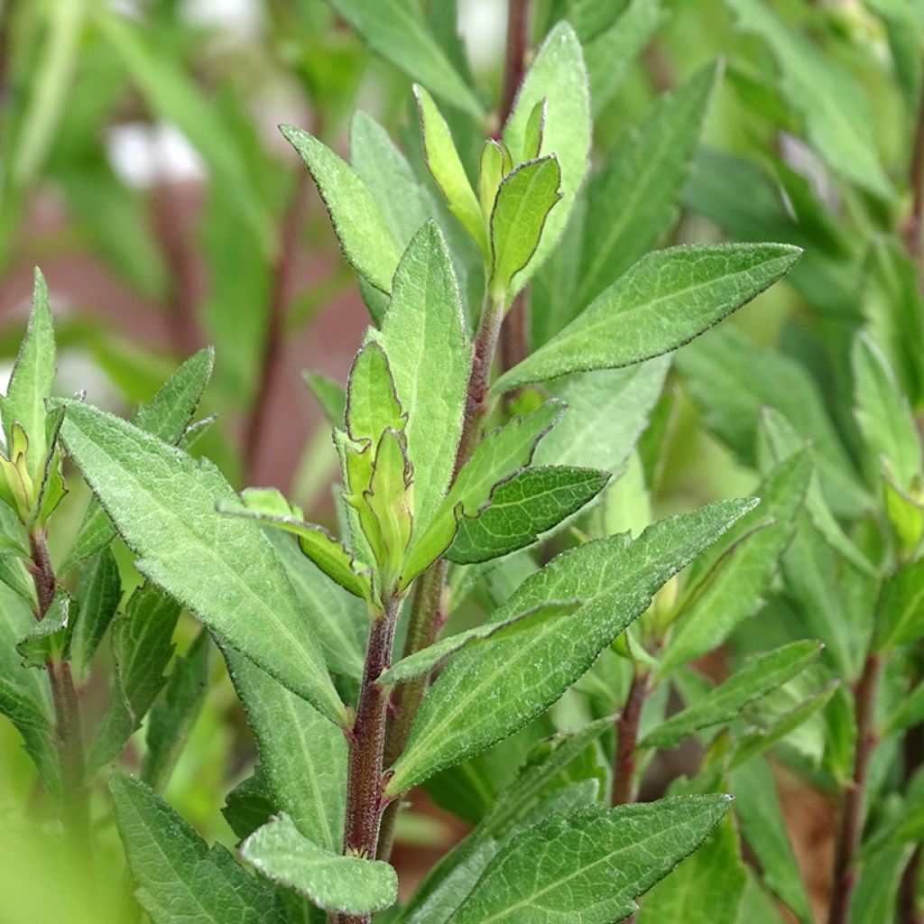 Aster ageratoides Ezo Murasaki