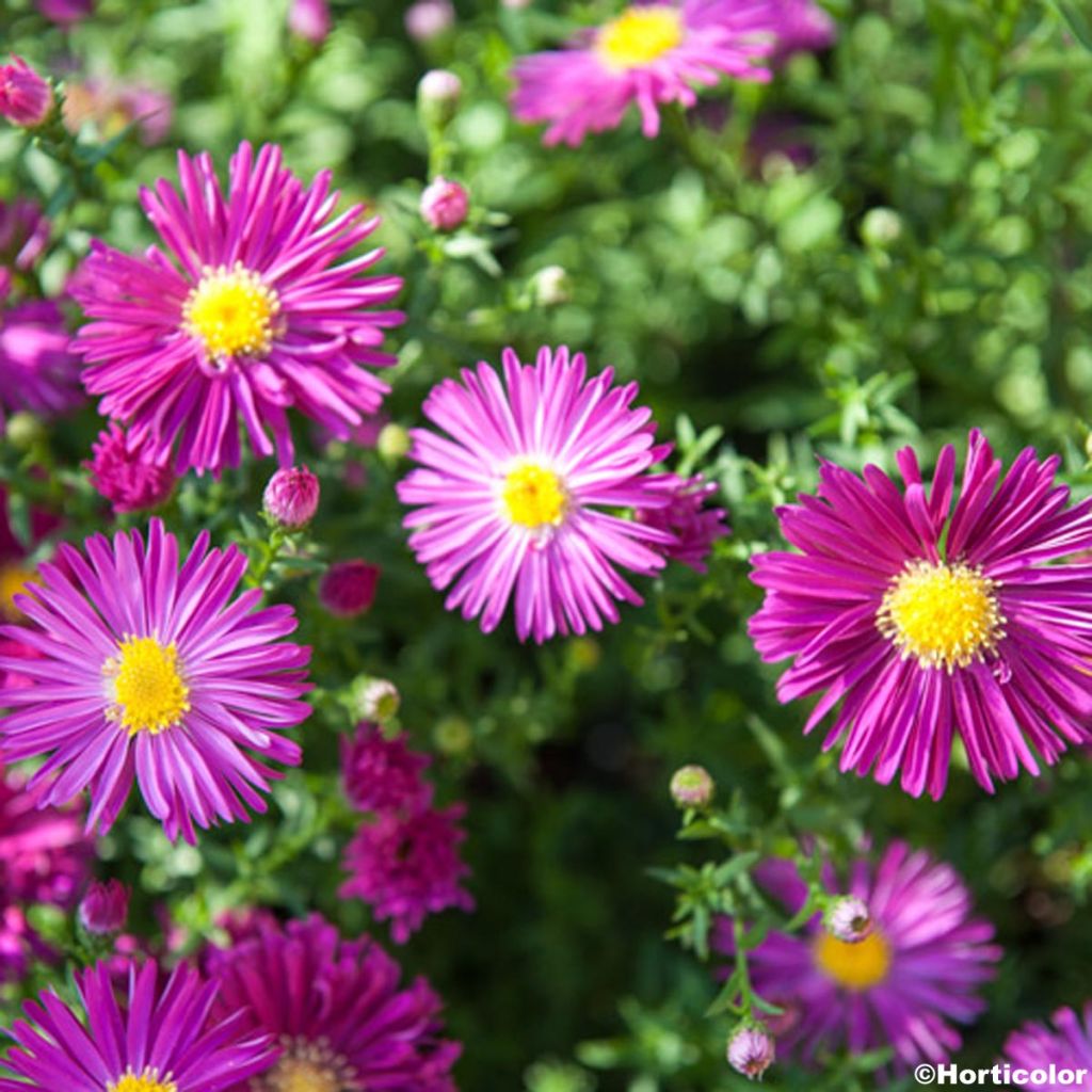 Aster novi-belgii Winston S. Churchill