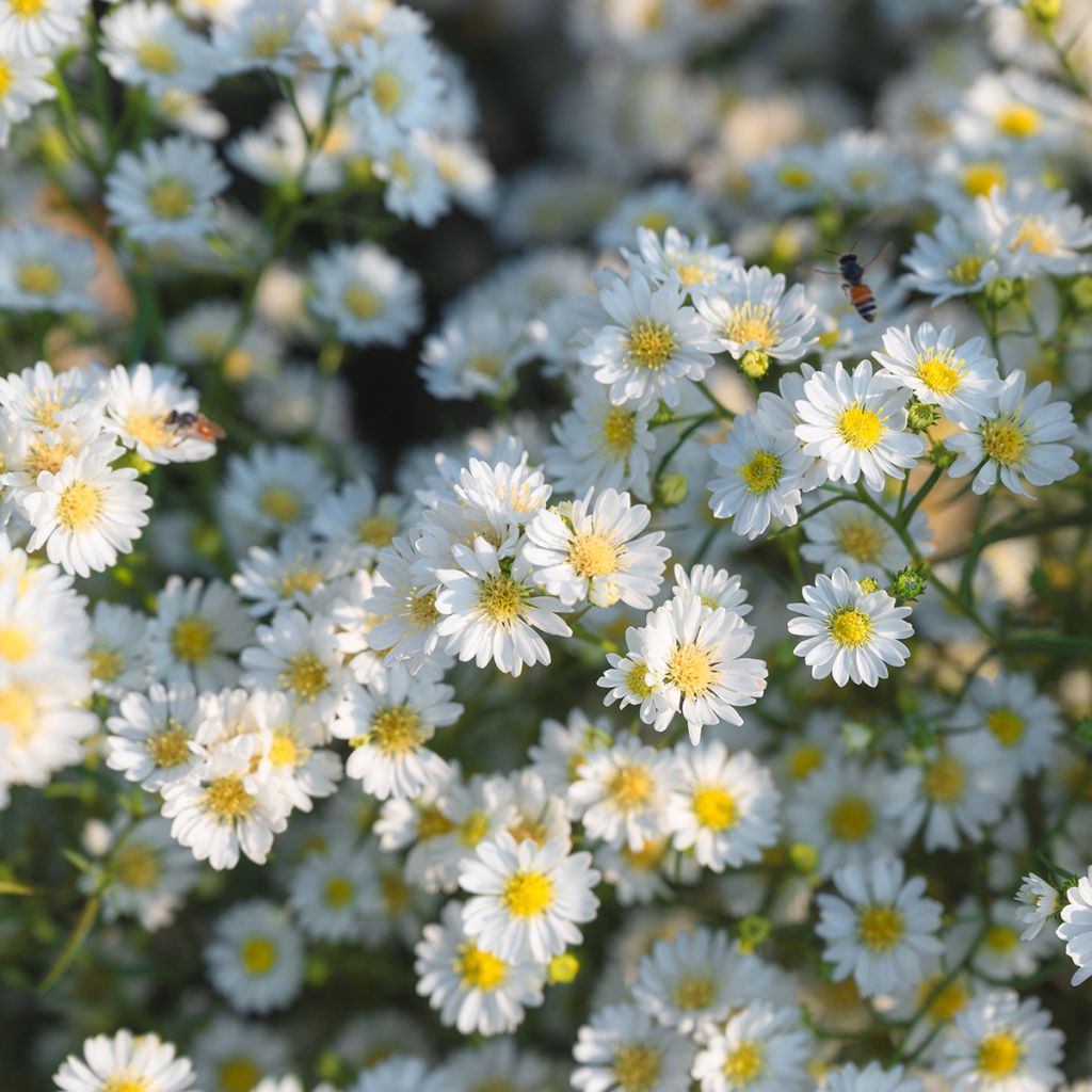 Aster ericoides Schneegitter - Aster fausse-bruyère