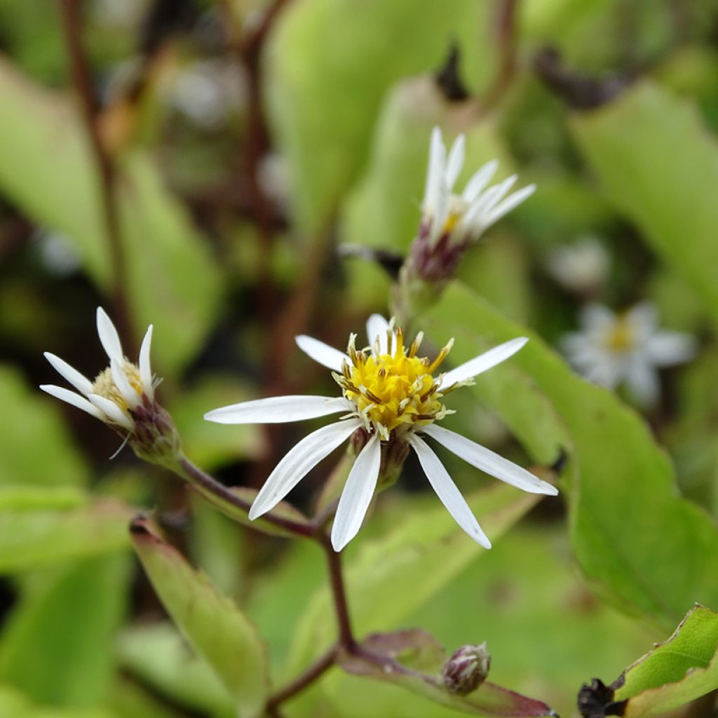 Aster tradescantii - Aster d'automne