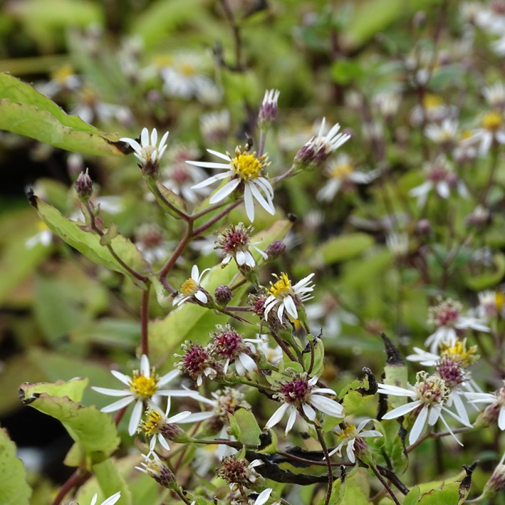 Aster tradescantii - Aster d'automne