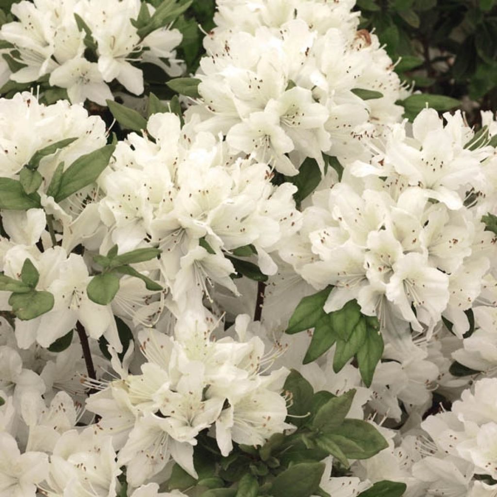 Azalée du Japon Schneewittchen - Rhododendron hybride