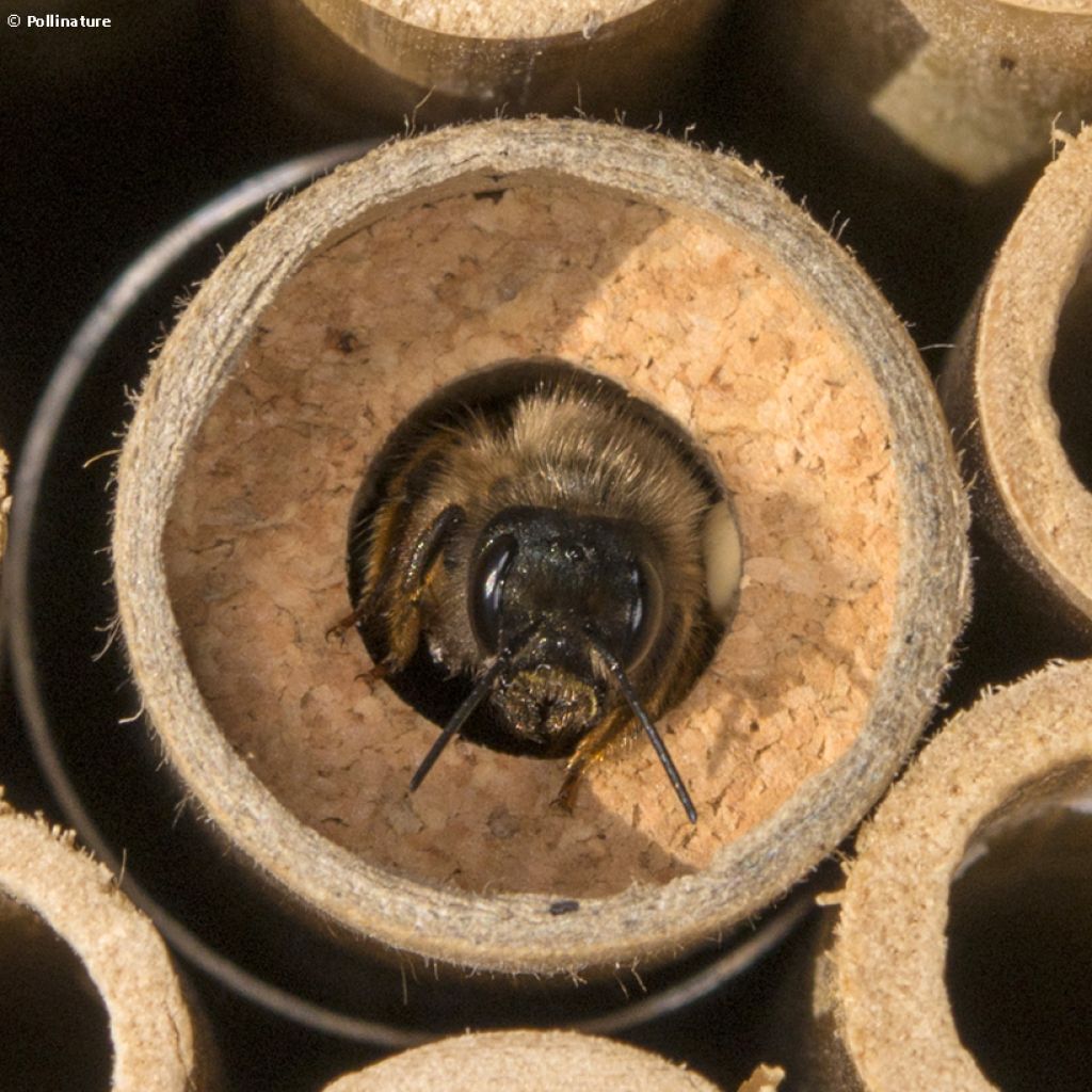 Abeilles maçonnes pollinisatrices Biotop - Cocons d'osmies rousses