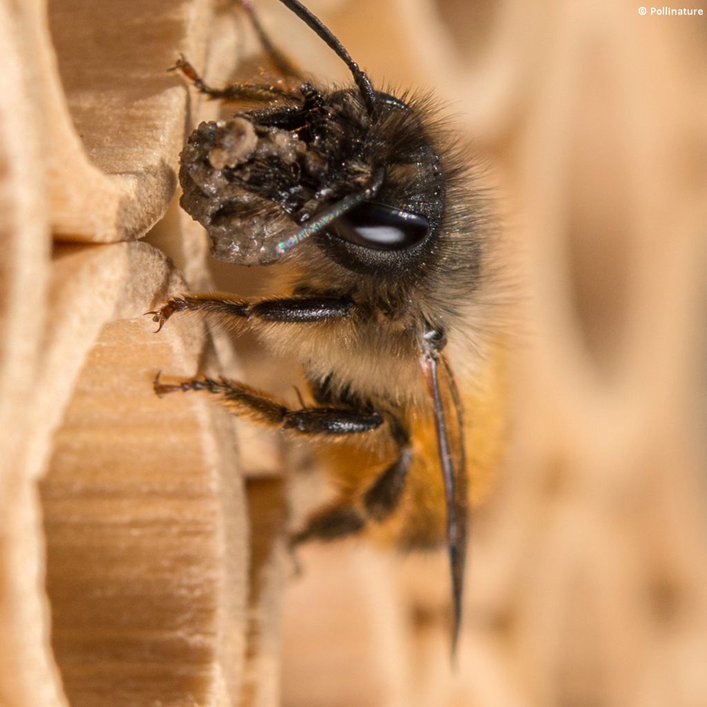 Abeilles maçonnes pollinisatrices Biotop - Cocons d'osmies rousses