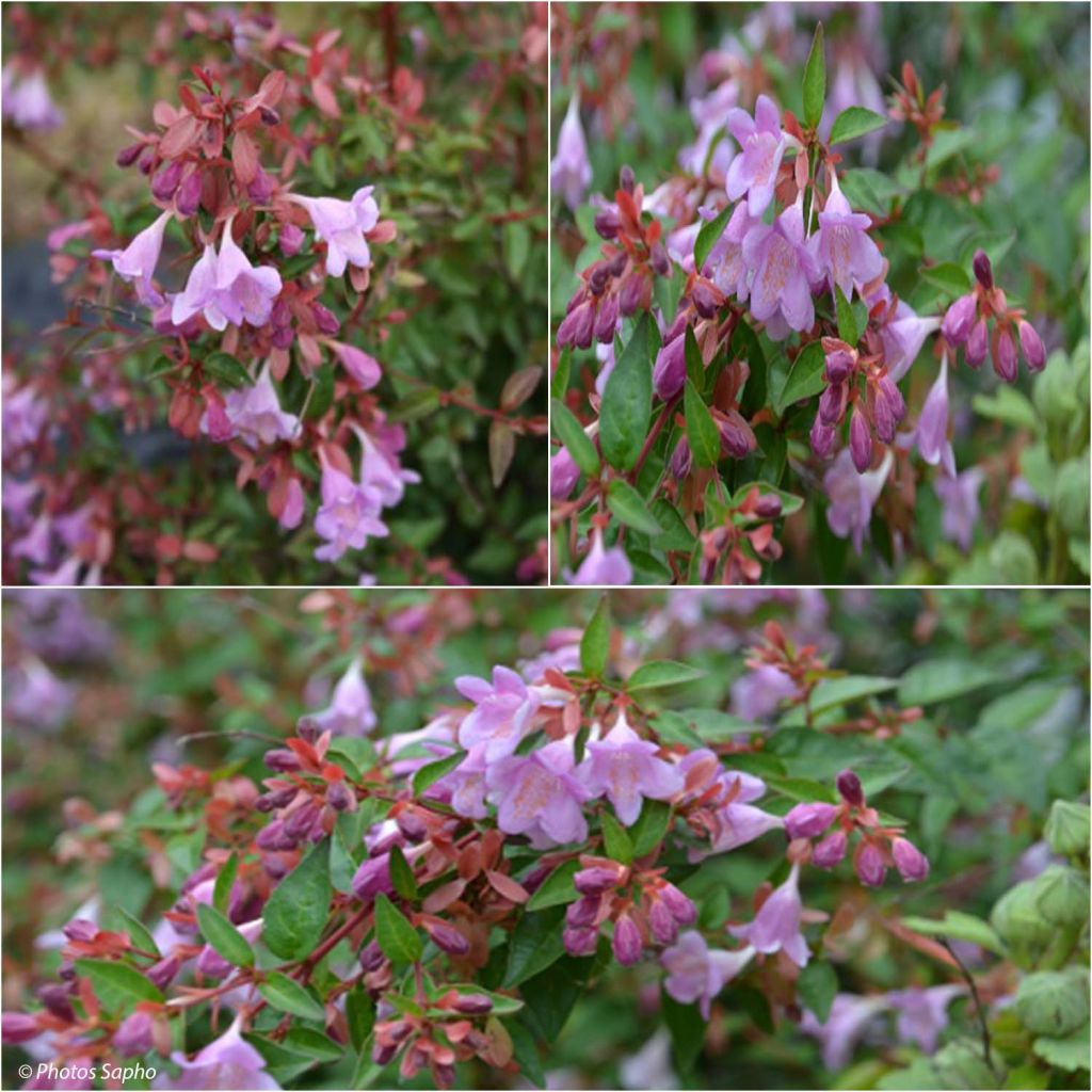 Abelia Pink Pong