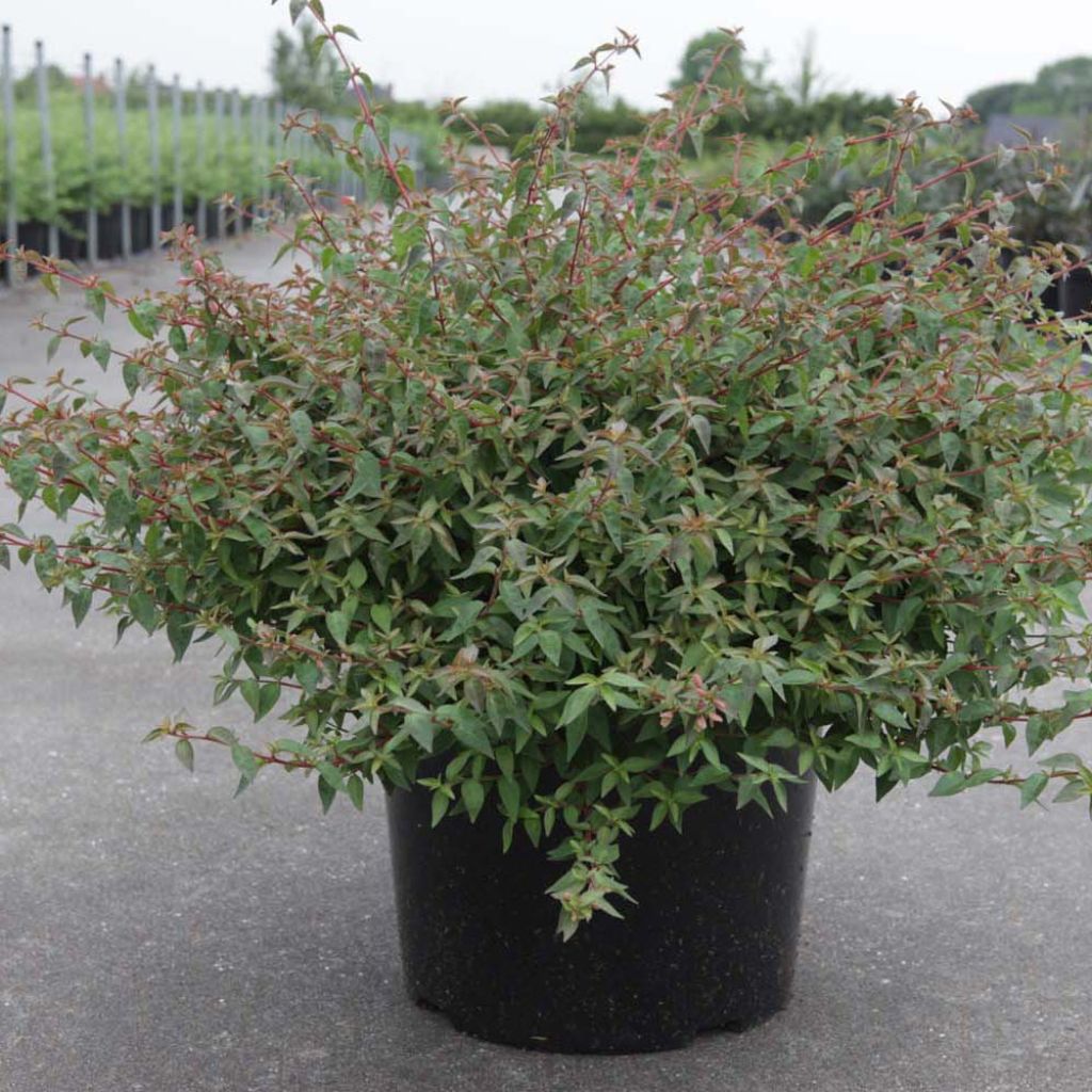 Abelia Pinky Bells