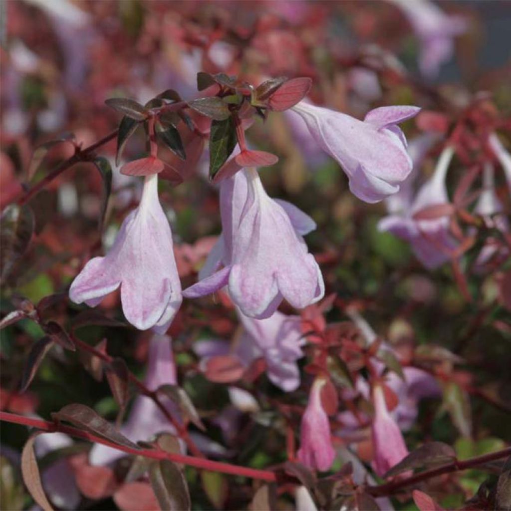 Abelia PINKY BELLS® NOBLE®