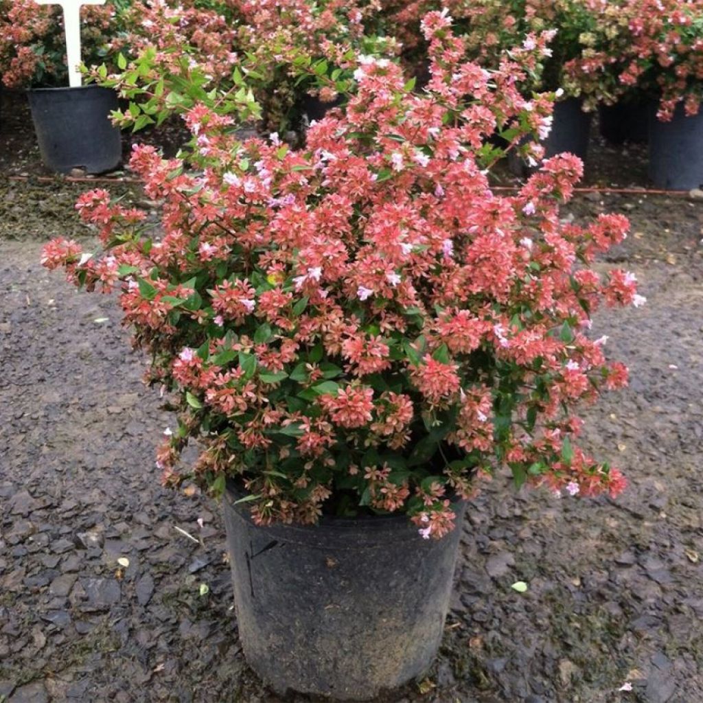 Abelia Raspberry Profusion 