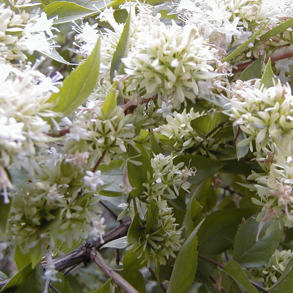 Abelia de Chine, Abelia chinensis