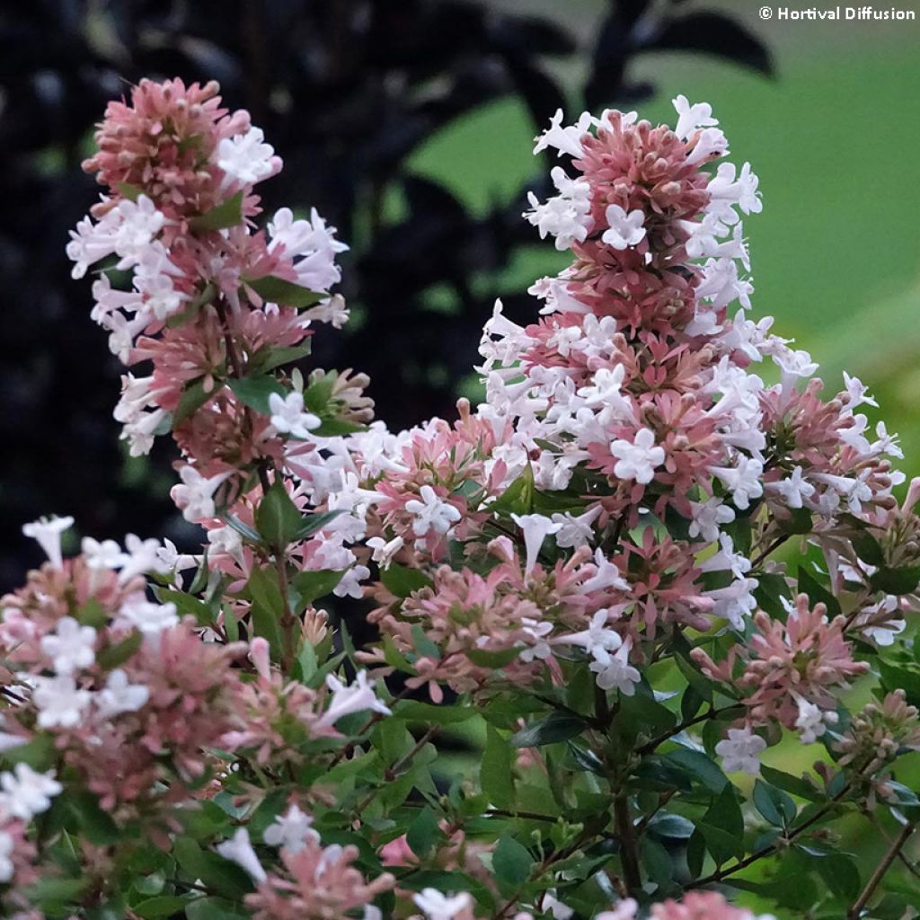 Abelia chinensis Autumn Festival - Abélia de Chine