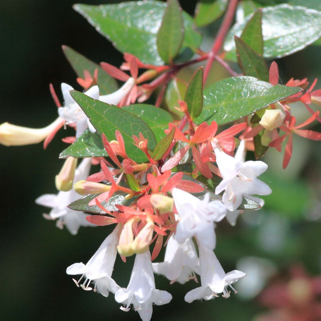 Abelia grandiflora - Abélia à grandes fleurs