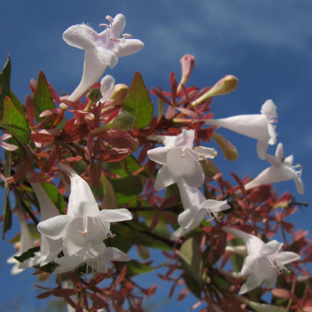 Abelia grandiflora - Abélia à grandes fleurs