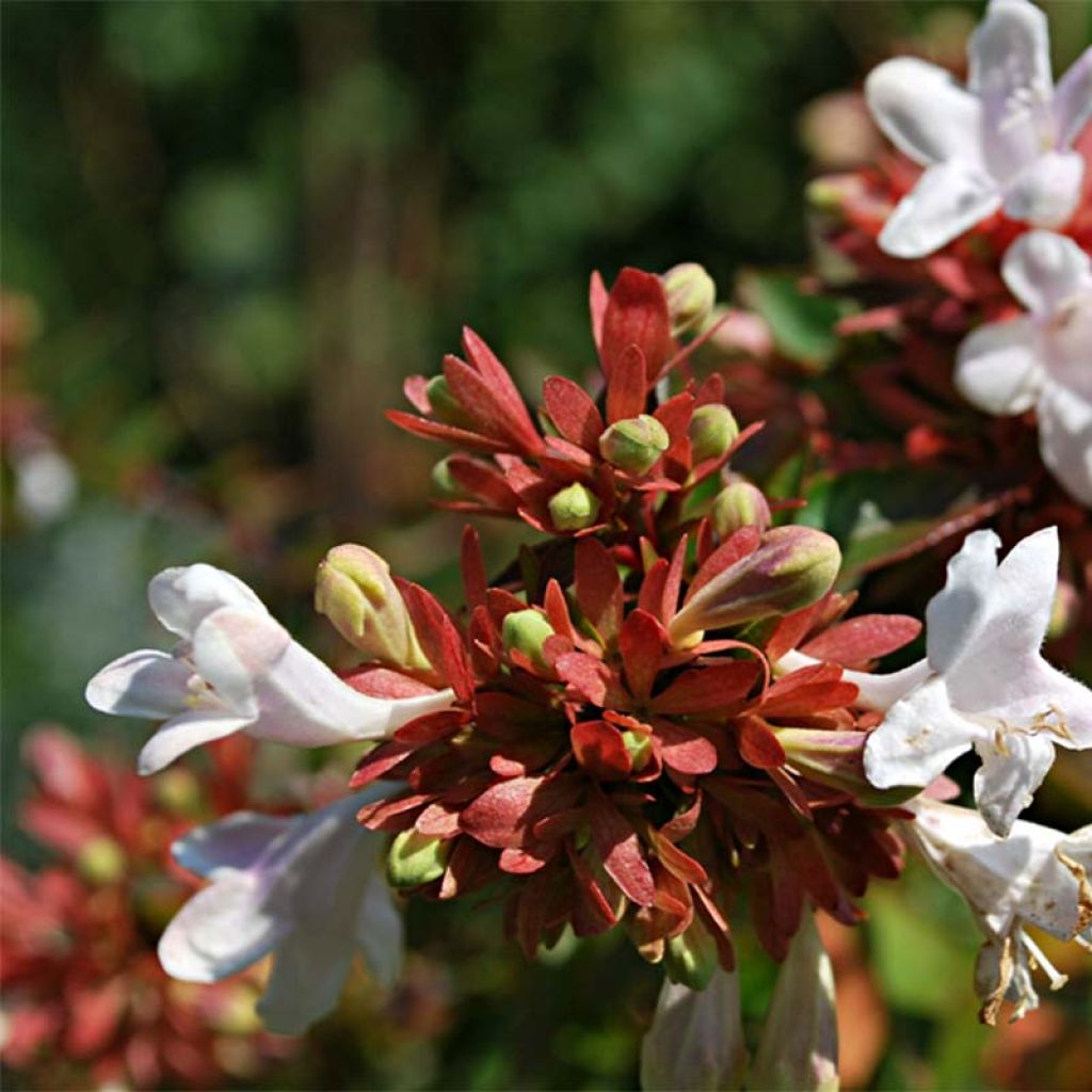 Abelia grandiflora Prostrata
