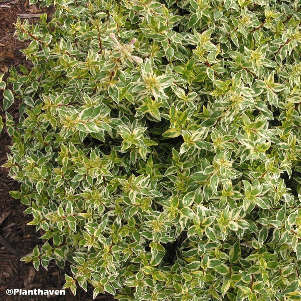 Abelia grandiflora Radiance - Abélia à grandes fleurs