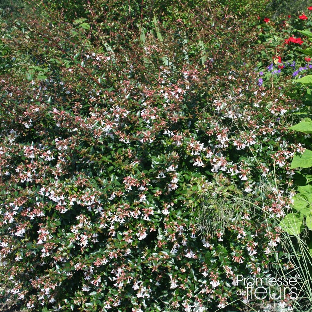 Abelia grandiflora Semperflorens - Abélia à grandes fleurs