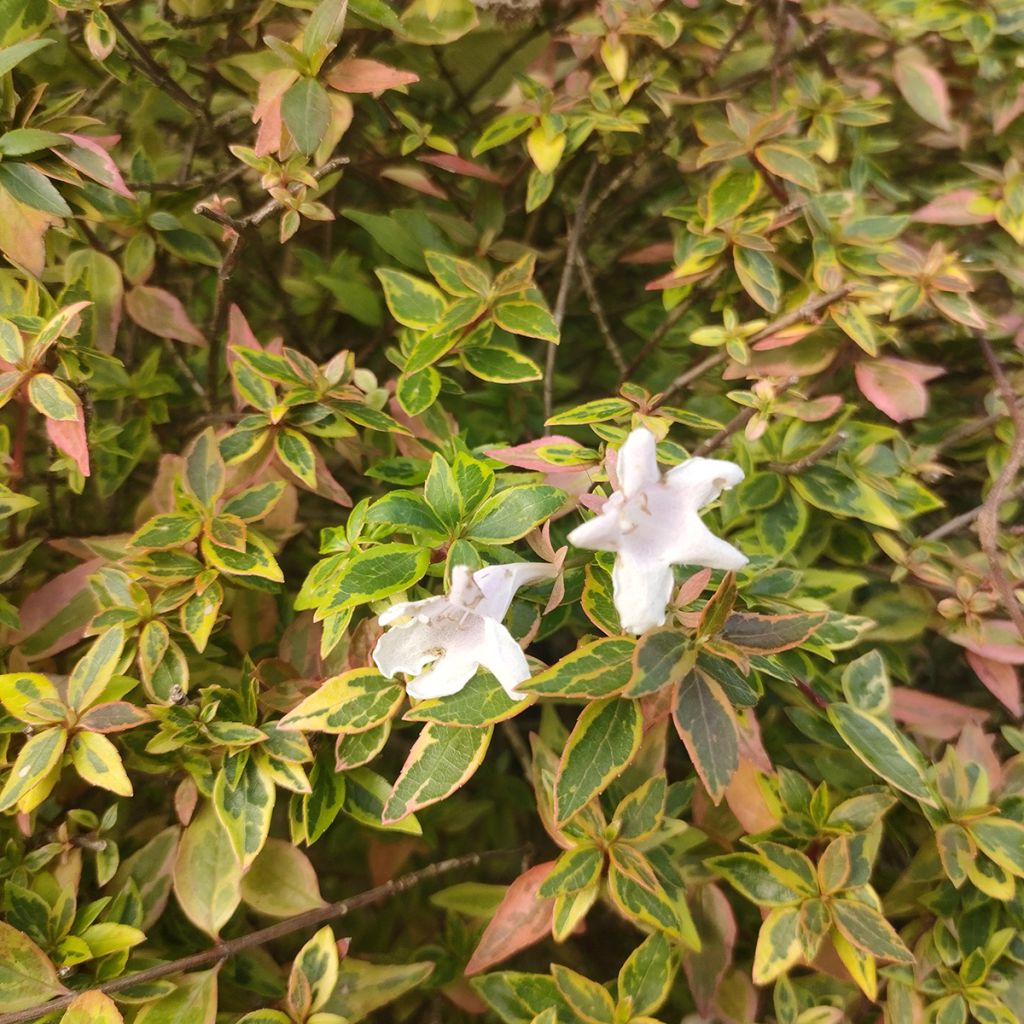 Abelia grandiflora Sunshine Daydream 