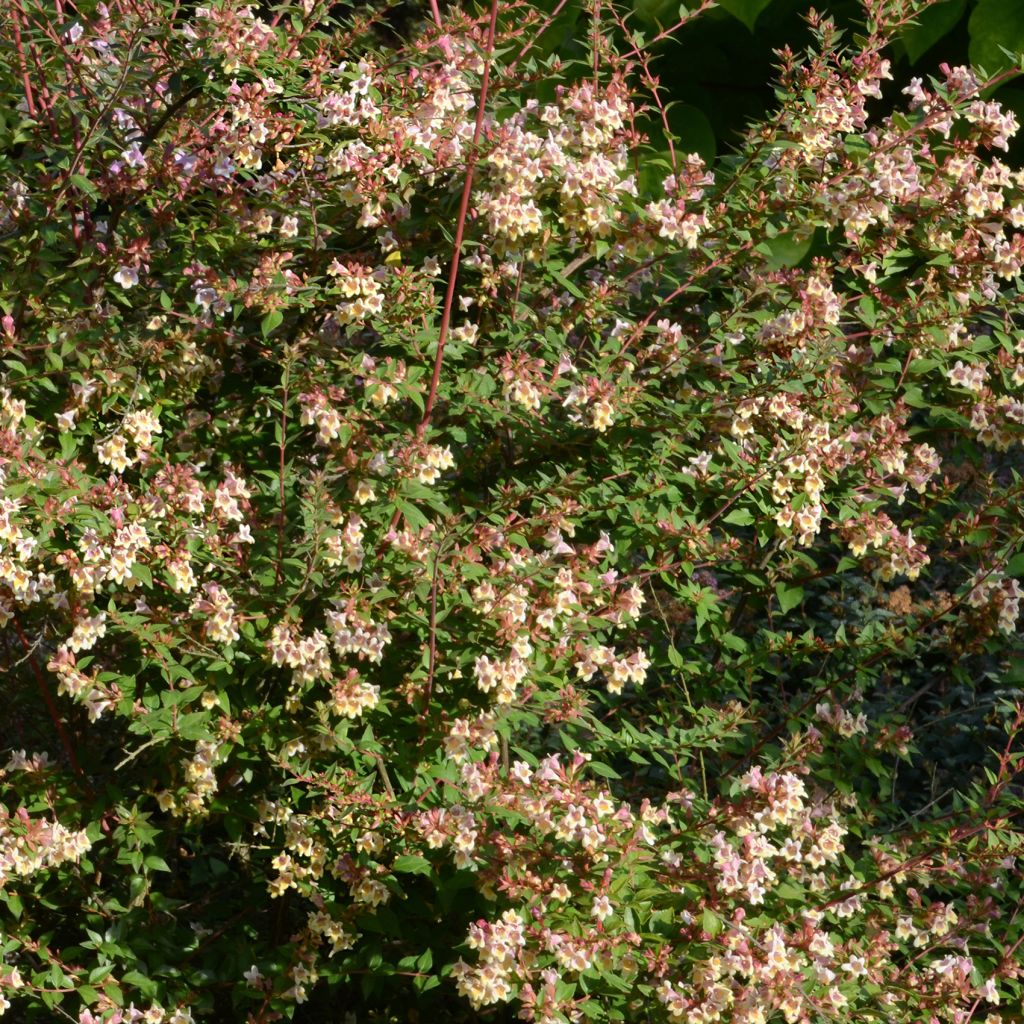 Abelia x grandiflora Sunny Charm®  MINDUO1 - Abélia à grandes fleurs.