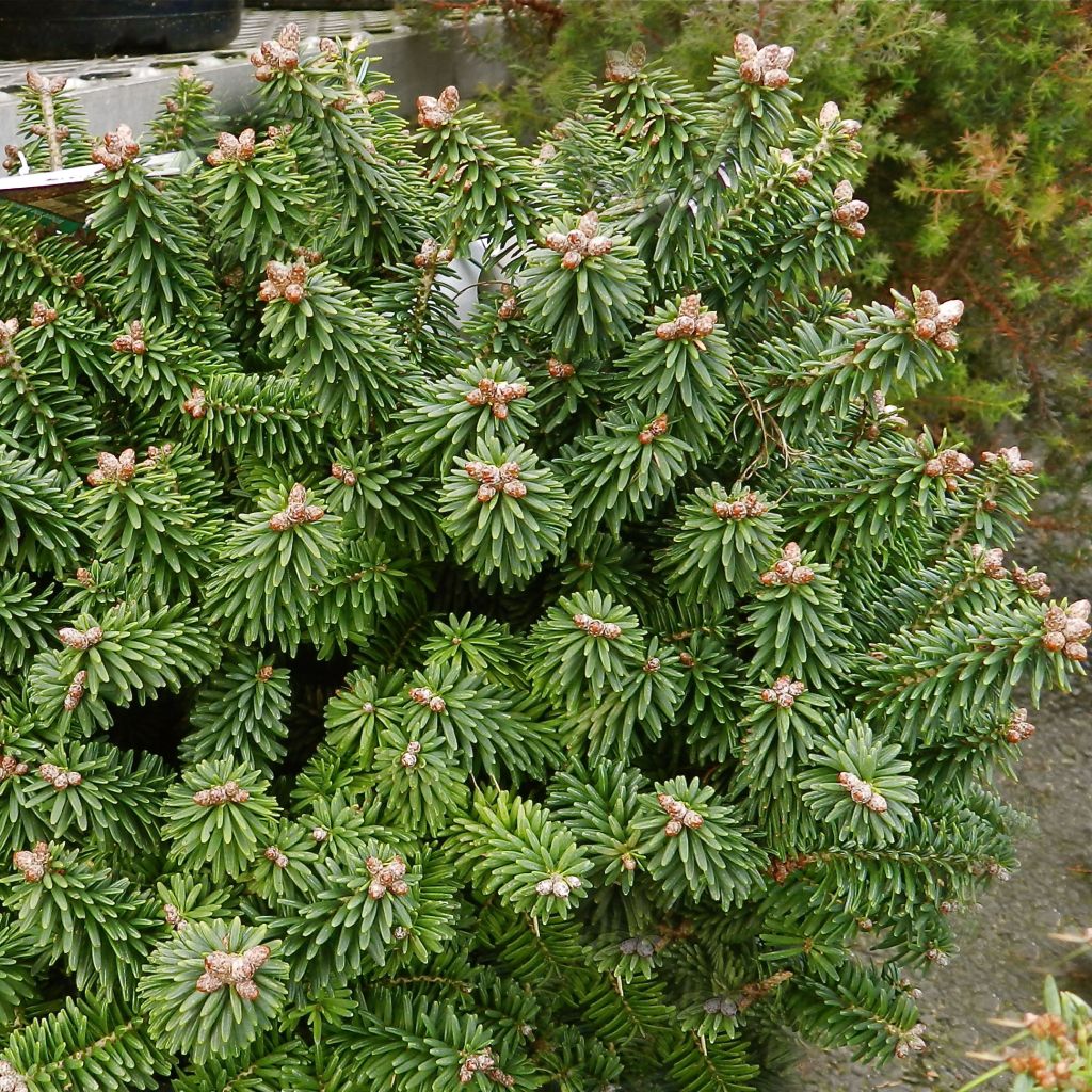 Abies balsamea Piccolo - Sapin baumier nain                          