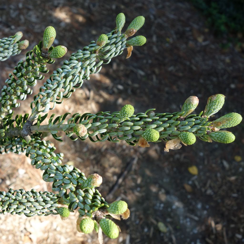 Abies koreana Silberlocke - Sapin de Corée              