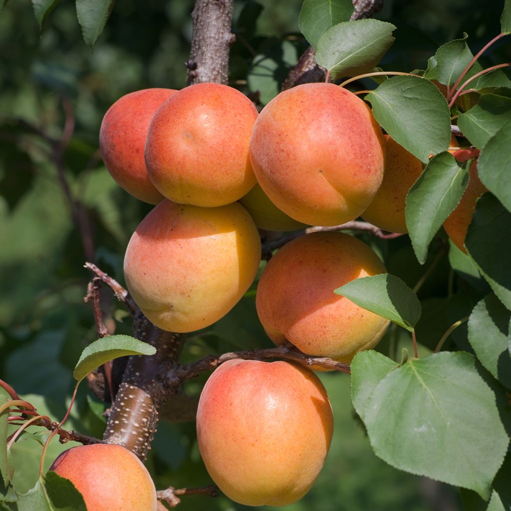 Abricotier - Prunus armeniaca Harcot