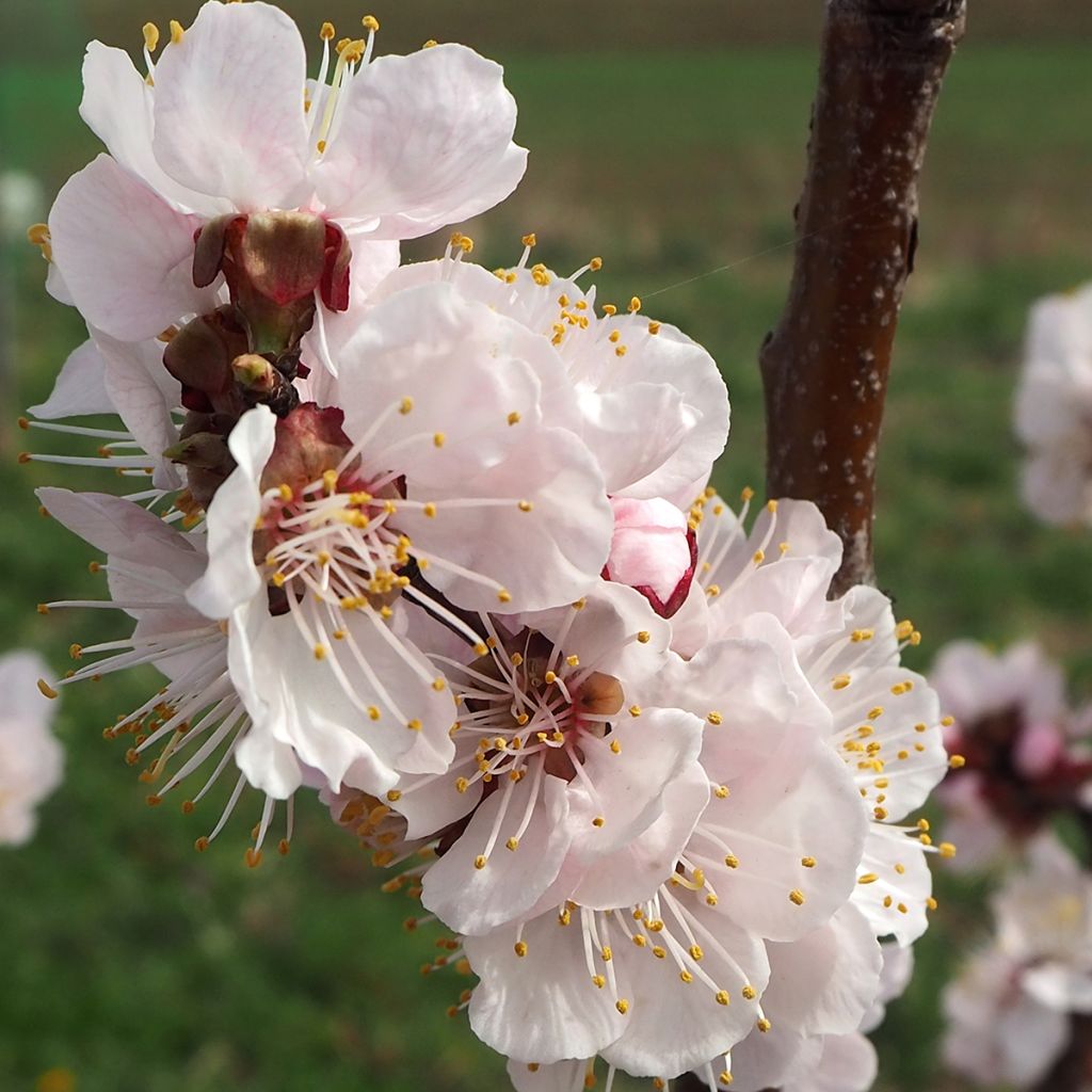 Abricotier - Prunus armeniaca Harcot