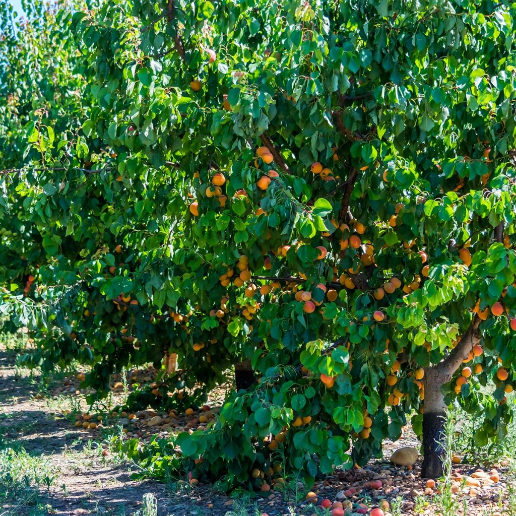 Abricotier - Prunus armeniaca Tardif De Bordaneil