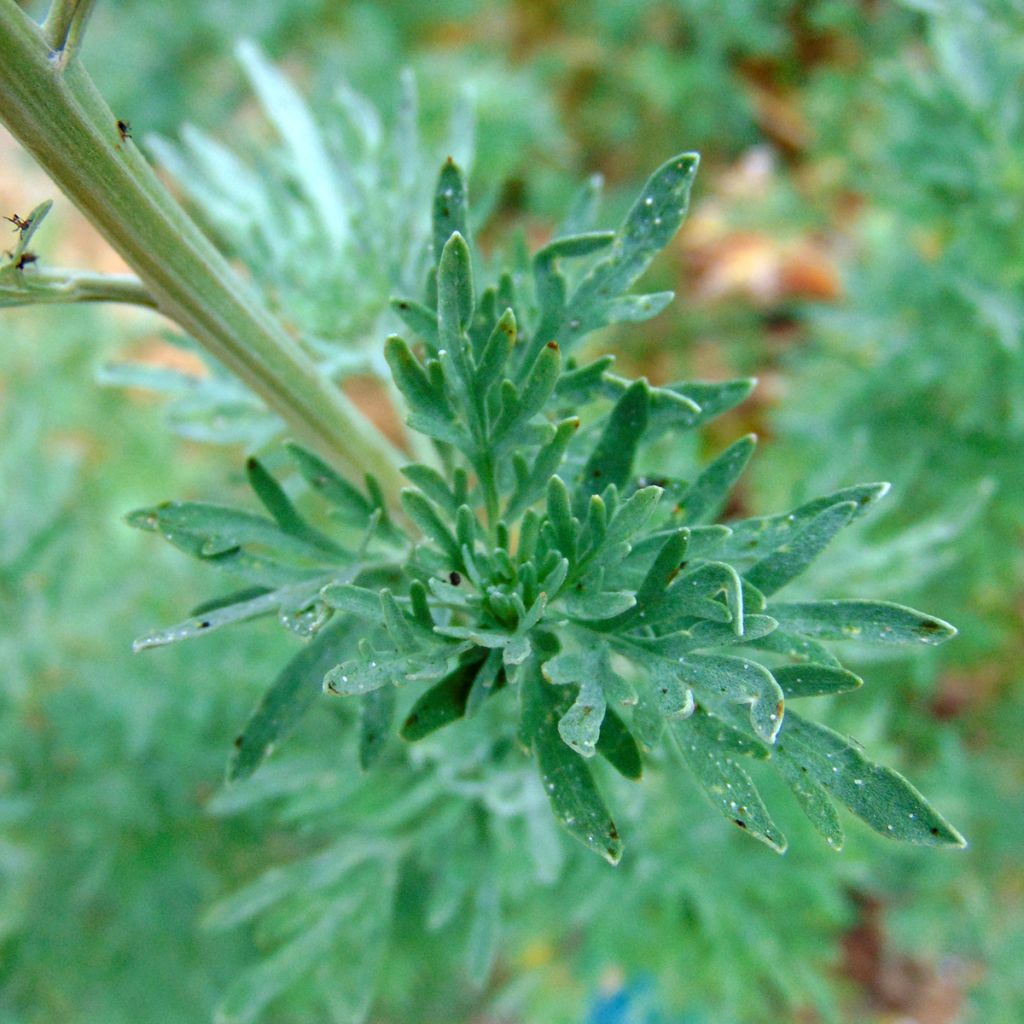 Absinthe - Artemisia absinthium