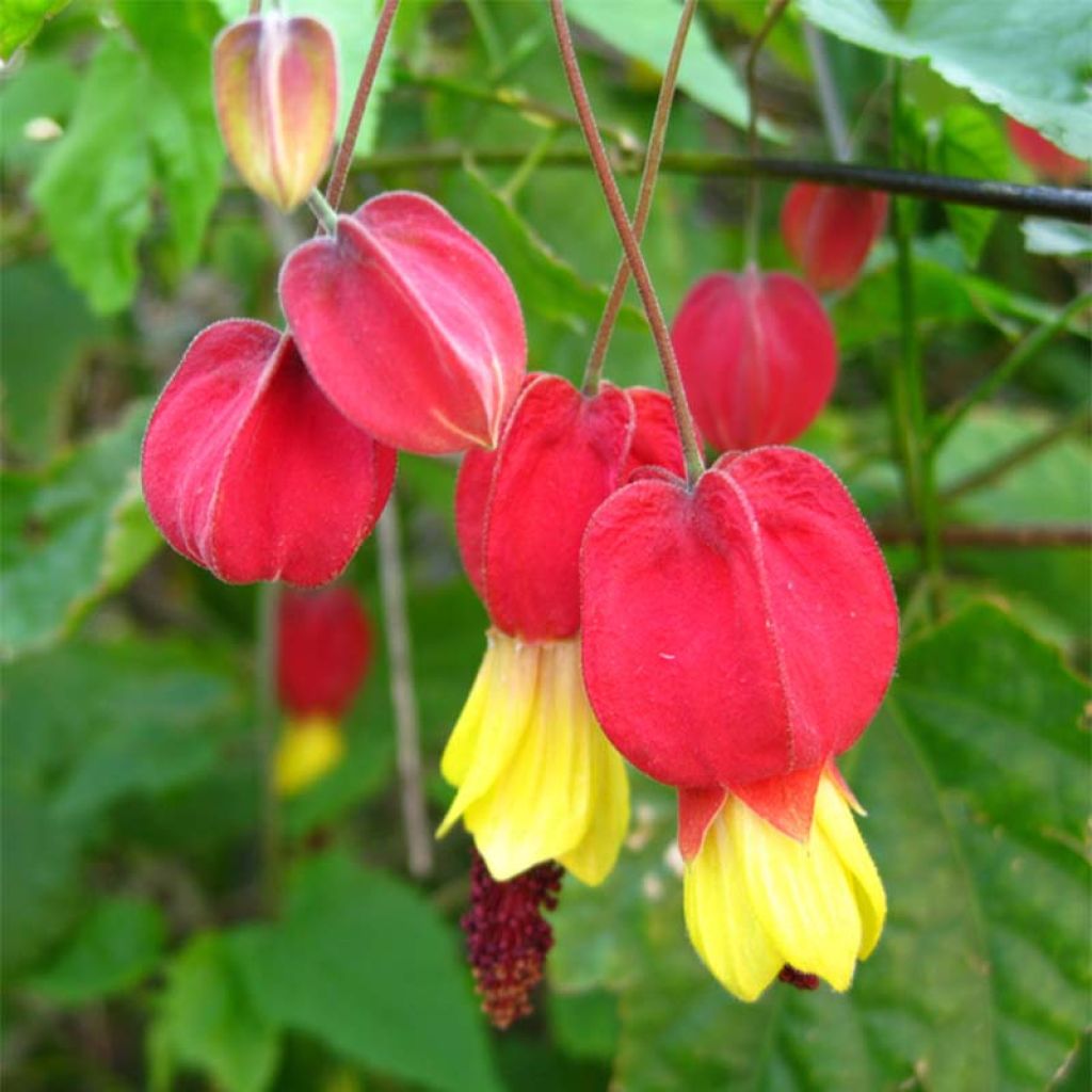 Abulilon megapotamicum - Abutilon du grand fleuve.