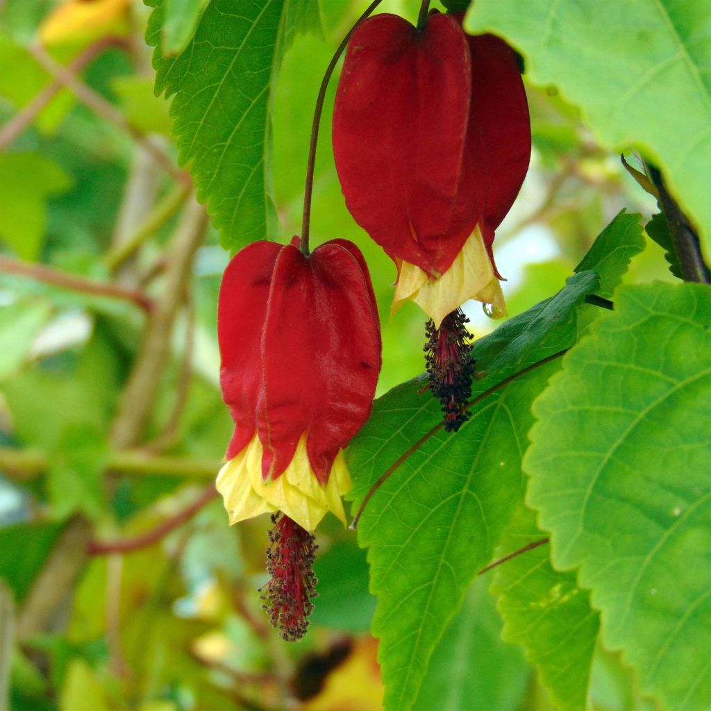 Abulilon megapotamicum - Abutilon du grand fleuve.