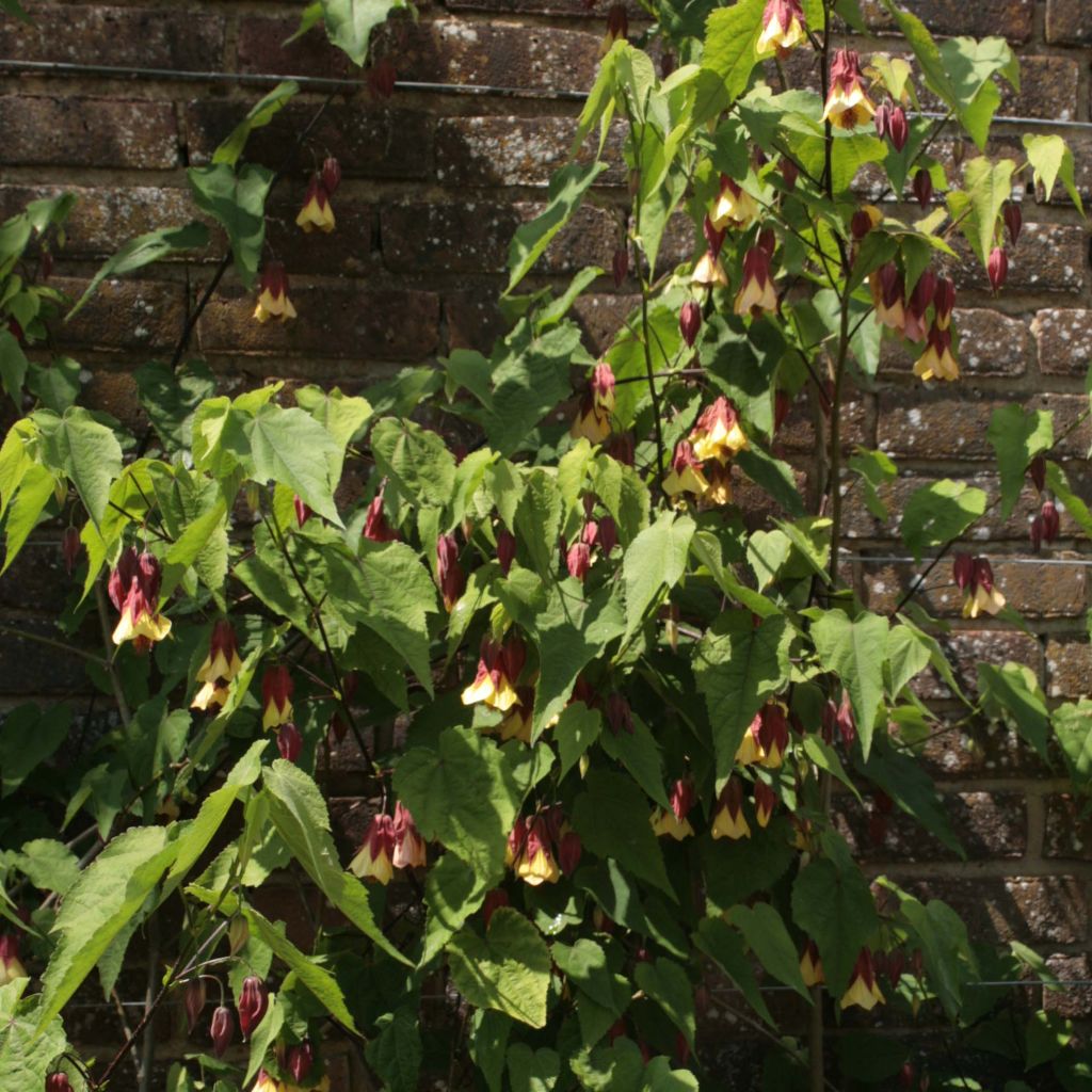 Abulilon megapotamicum - Abutilon du grand fleuve.