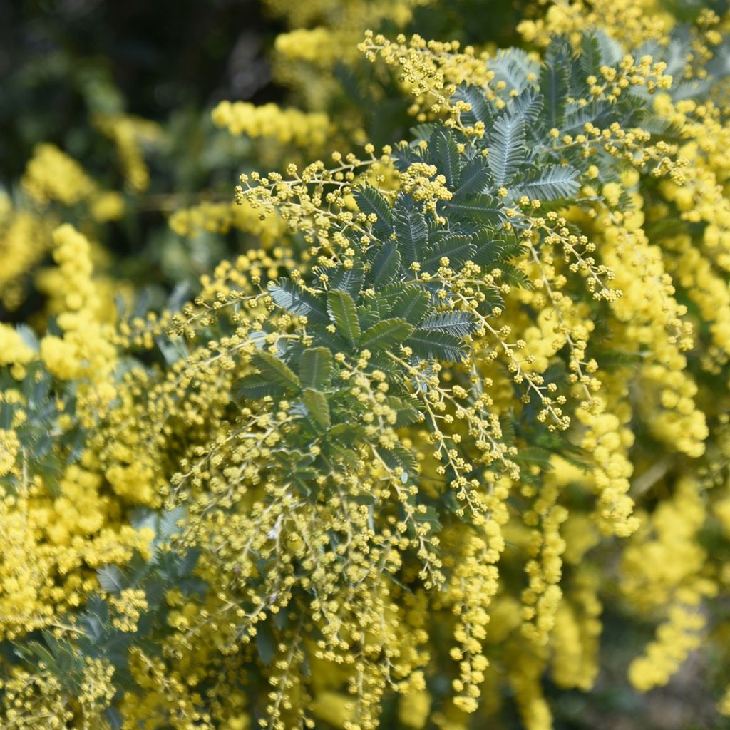 Acacia baileyana - Mimosa de Bailey 