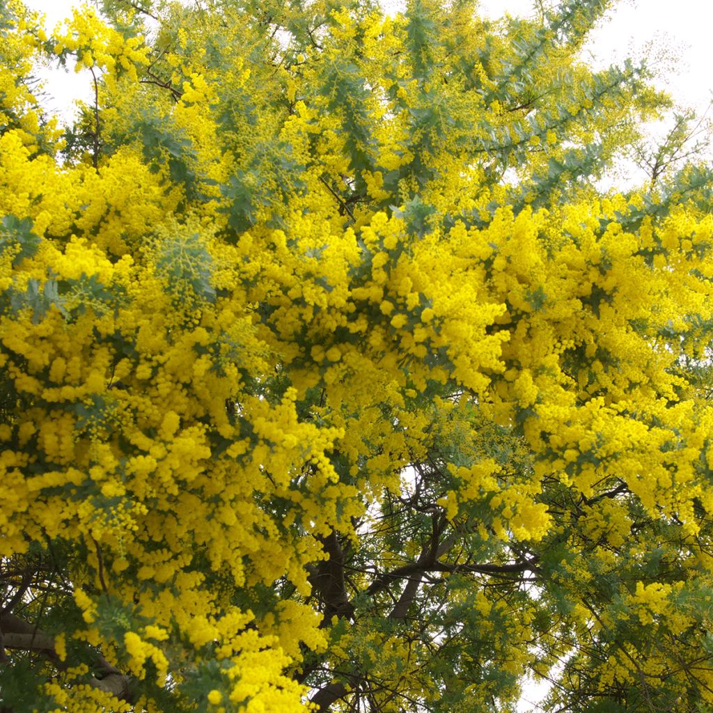 Acacia baileyana - Mimosa de Bailey 